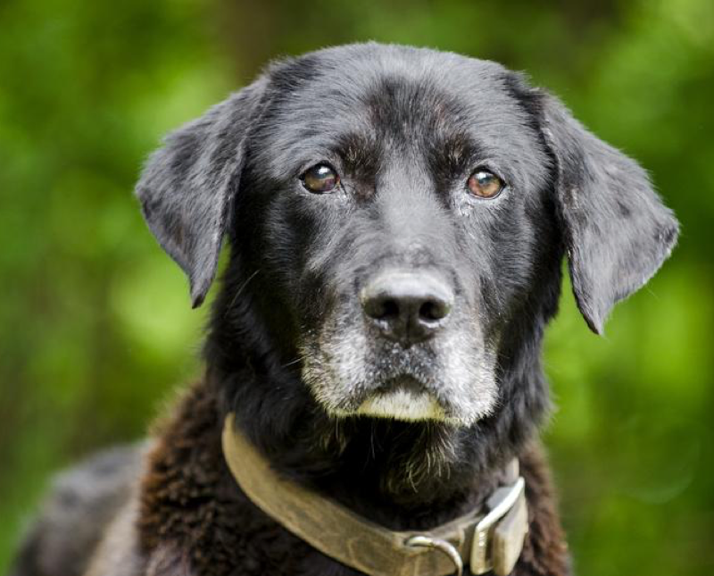 The Benefits of Milk Thistle for Senior Dogs