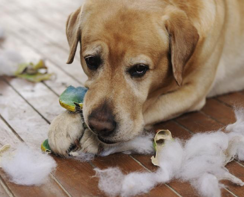 Spring Cleaning Tips for Pet Lovers