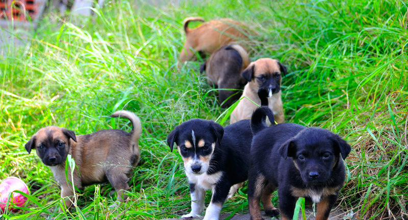 Take Me Home: How to Prepare to Adopt a Puppy