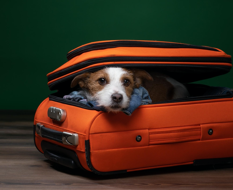 Tips for Safe and Easy Holiday Traveling With Your Dog