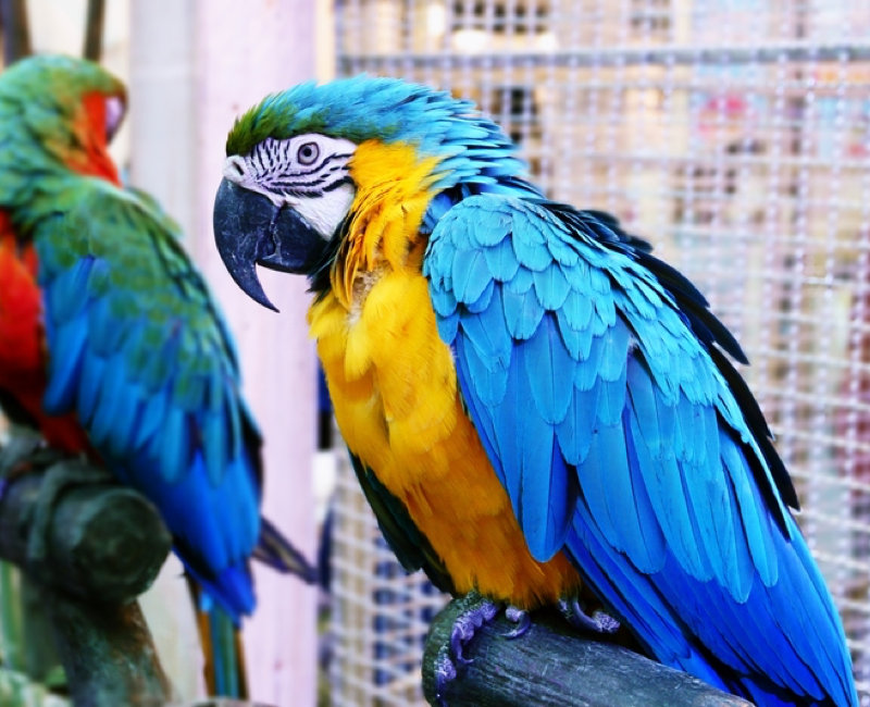How to Start an Ethical Pet Store